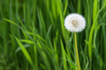Closeup of dandelion in full seed, growing in tall grass
