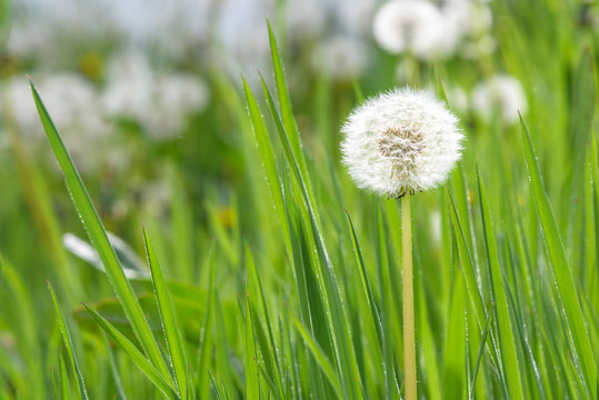 Fototapeta Closeup of dandelion in full seed, growing in tall grass  