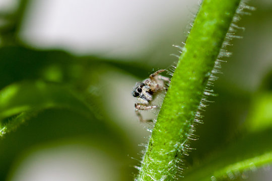 Macro of a Jumping Spider in the Garden