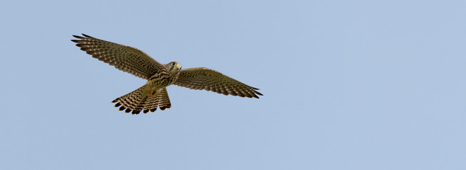Turmfalke (Falco tinnunculus) im Flug Überflug, Rüttelflug
