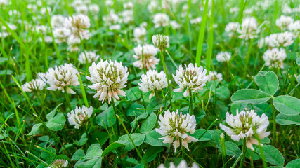 Obraz premium Medicinal plant, white clover field.