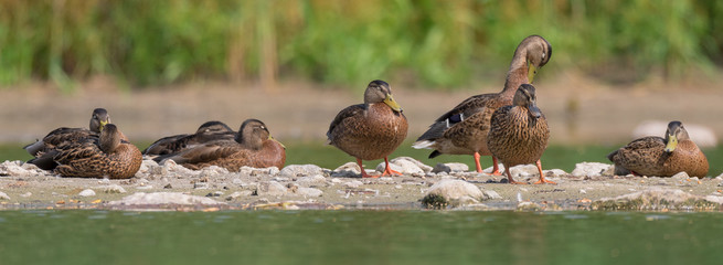 Stockente (Anas platyrhynchos) Weibliche Stockenten Enten auf einer Insel im Teich