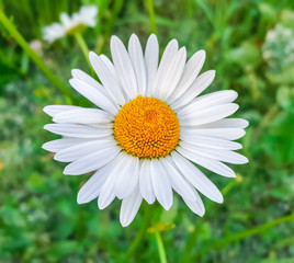 Beauty white daisy flower