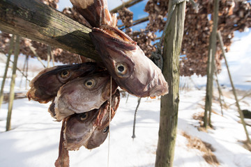 Norwegen - Lofoten - Stockfisch