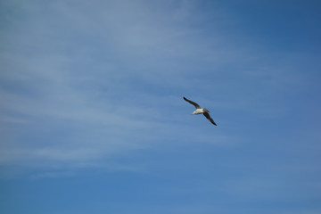 Sea gull in front of a blue cloudy sky