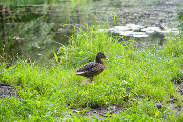 Duck in the grass.