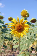 Sunflower field Teruel Spain
