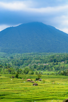 Scenic rice terraces in Bali with a mountain in the background