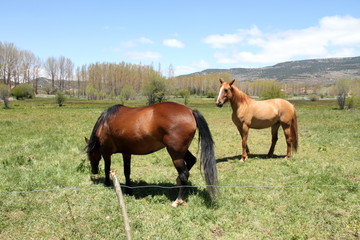 Horses Teruel Spain