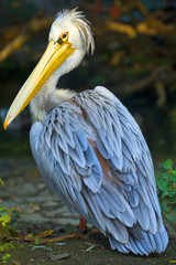 Pelican 
