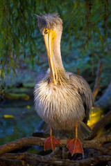 Pelican 