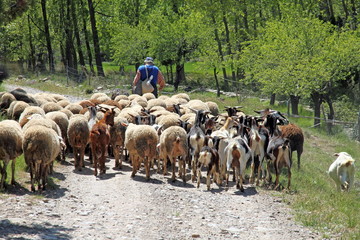 Obraz premium spring landscape sheperd Teruel