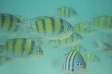Underwater fish shoal, Koh He, Coral Beach, Thailand