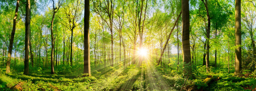 Fototapeta Wald Panorama mit Sonne