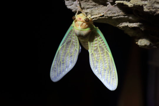 Emergence of Large Brown Cicada (Graptopsaltria nigrofuscata) in Japan

