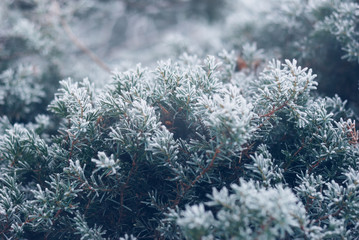 Christmas, winter background with frosty thuja tree. Macro shot