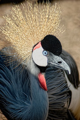 Gray crowned crane on African serengeti plains