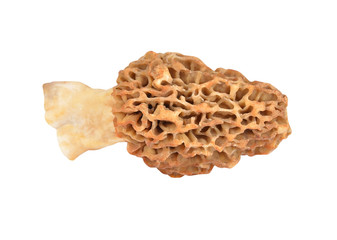 Morchella esculenta mushroom