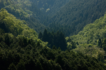 新緑の山