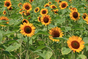 Fototapeta premium sunflower