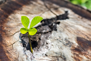Tree on stump log - New development and renewal as a business concept