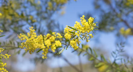 Bright yellow spring flowers Acacia fimbriata Brisbane Wattle