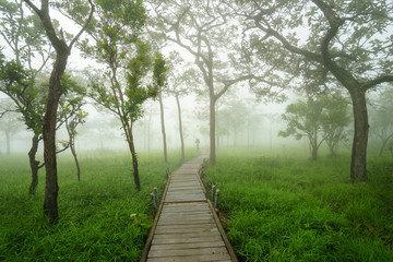 Fototapeta premium Road through green trees in the morning fog