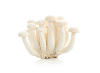 shimeji mushroom isolated on white background