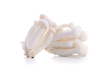 shimeji mushroom isolated on white background