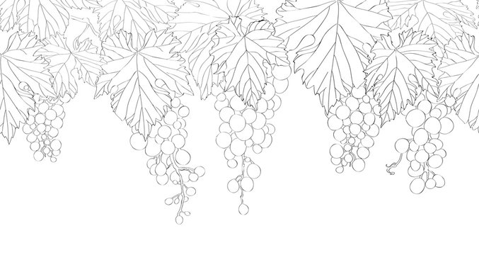 Seamless pattern with hand drawn bunch of grapes