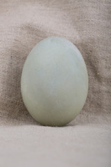 One Salted Duck Egg
