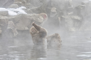 Japanese Snow monkey Macaque in hot spring Onsen Jigokudan Park,