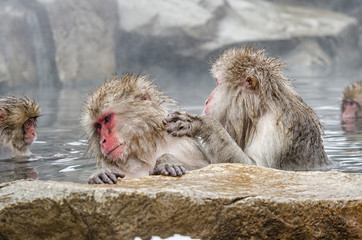 Japanese Snow monkey Macaque in hot spring Onsen Jigokudan Park,