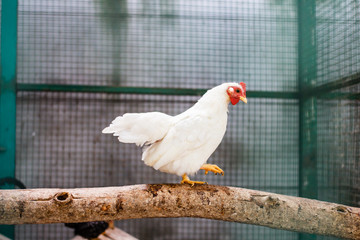 Chicken in a cage.