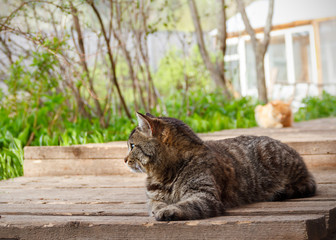 The brown rural cat lying on a wooden flooring. Selective focus