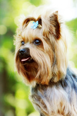 Beautiful little decorative dog Yorkshire Terrier