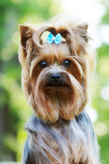 Beautiful little decorative dog Yorkshire Terrier
