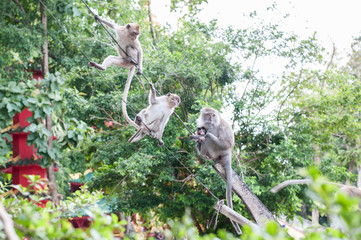 Monkeys portrait in temple of Thailand.