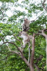 Monkeys portrait in temple of Thailand.
