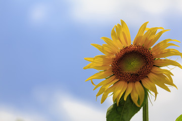 ひまわりと青空
