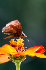 Spread-wing Skipper Butterfly on orange Zinnia flower
