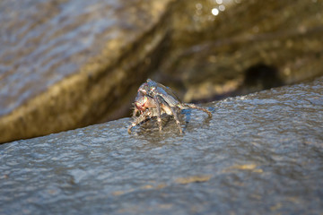 Crab closeup, Black Sea crabs, crabs life