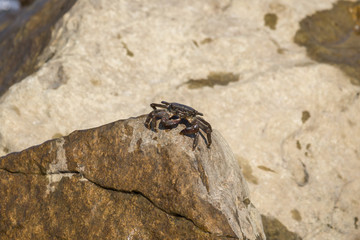 Crab closeup, Black Sea crabs, crabs life