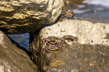 Crab closeup, Black Sea crabs, crabs life