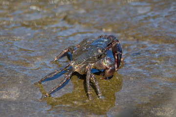 Crab closeup, Black Sea crabs, crabs life