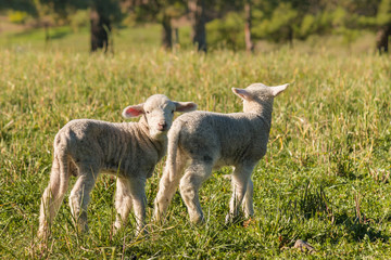 Fototapeta premium closeup of two newborn lambs standing on meadow