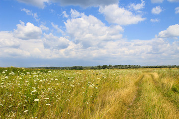 Meadow of white wild flowers