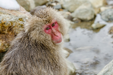 Japanese Snow monkey Macaque in hot spring Onsen Jigokudan Park,