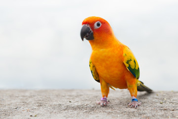 green parrot lovebird