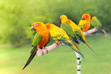 green parrot lovebird